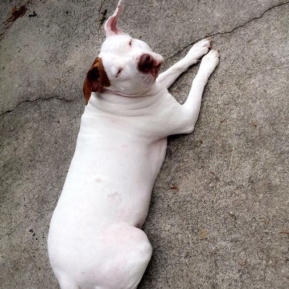 Meet your Posher, Scotti - Picture 1 of 1